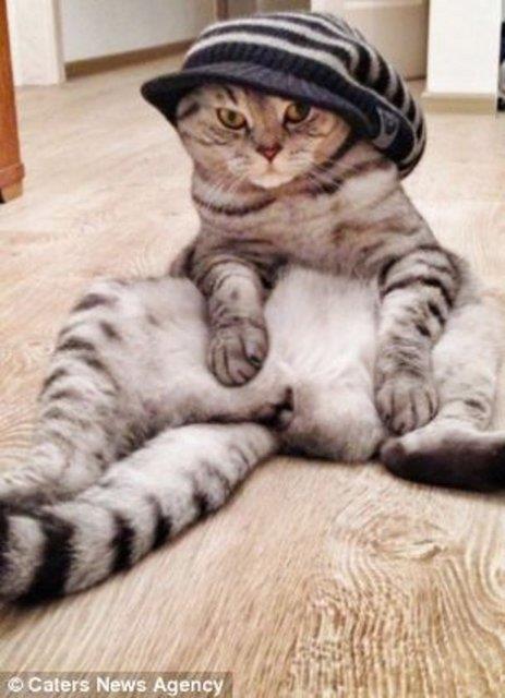 Rusya'da insan gibi oturan Niki adndaki 2 yandaki kedi TV'ye kt. Rus televizyonu internette fenomen olan kediyle ilgili bir belgesel yaynlarken, dier televizyon kanallar da Niki'nin peine dt.