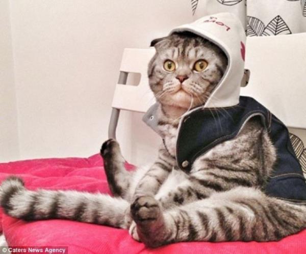 Rusya'da insan gibi oturan Niki adndaki 2 yandaki kedi TV'ye kt. Rus televizyonu internette fenomen olan kediyle ilgili bir belgesel yaynlarken, dier televizyon kanallar da Niki'nin peine dt.