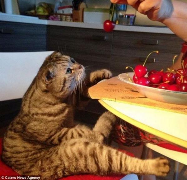 Tadar Sauce, sadece Facebook'ta 1.2 milyon beeni almt.