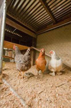 Uzun soyulmu sosise kanatl eti, yabanc doku ve i organ katlyor.