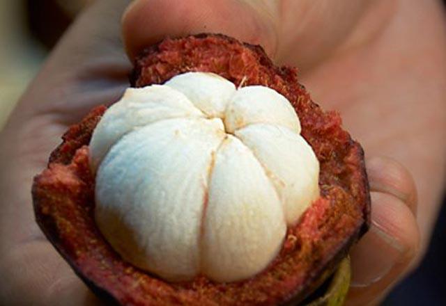 erdii yksek miktarda antioksidan sayesinde kanserli hcrelerle savat bilinmektedir.<p>    Kabuundaki sv egzama tedavisinde olduka etkilidir.