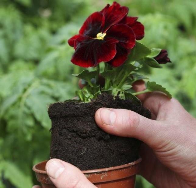 Evdeki saksnza bir kez daha bakn. Saksnza vurarak belirgin sesler kp kmadn kontrol edin.