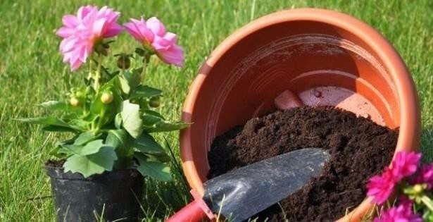 Eer belirgin sesler kyorsa temizlik vakti gelmi demektir. Saksnz iine tamamen girecei byk ve ukur bir kaba koyun.