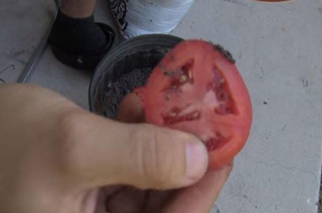 Sadece bir saks, biraz toprak ve bozulmak zere olan bir domatesle nasl yeni domatesler elde edebilirsiniz.