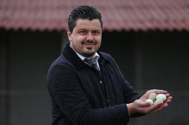 Araucanalarn koleksiyonculara hitap eden bir tavuk cinsi olduunu ve insanlarn bu hayvann yumurtalarn grdklerinde ardklarn anlatan Erk, "Araucanalar iki yl ncesine kadar lkemizde ok popler hayvanlar deildi. Yumurtalarnn yeil ve mavi renkte olmas ss tavukuluu koleksiyoncular tarafndan daha fazla rabet grmesine sebep oldu.