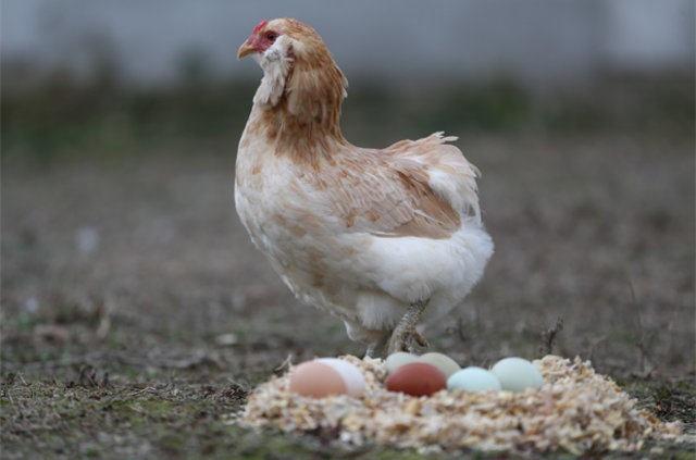 Trkiye'ye ilk defa 2000 ylnda getirildiini biliyoruz. O zaman da hayvanseverler tarafndan epey sevildi. Geen yl ise byk talep grd. Fazla talep fiyatlar ykseltti.