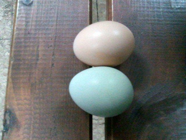 Yeil yumurtlayan tavuklar oaltacam yan tarafa bir kmes daha yapacaz tavuklarn saysn 100'e kadar kartmak istiyoruz.