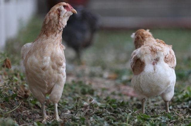 Erk, renkli yumurtalarn tanesinin de piyasada 15-20 liradan alc bulduunu belirterek, "Ancak her retici de bu yumurtalara sahip olamyor. Profesyonel kuluka makinesi olanlarn ans daha yksek. Bir tavuun altna konulup tabii ki kabiliyor ama kymetli, pahal yumurtalar olduu iin profesyonel kuluka makinelerine ihtiyalar var." ifadelerini kulland.