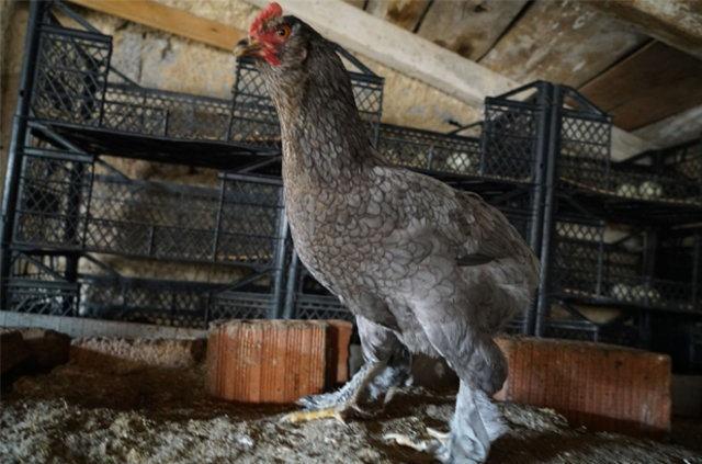 "Fazla talep fiyatlar ykseltti"Bursa'daki iftliinde araucana cinsi tavuk reten mer Faruk Erdnmez ise araucanalarn kk ve byk boy olarak ikiye ayrldn ifade ederek, unlar kaydetti:"Byk boydakiler yani horozlar 2,5 kilogram, diiler ise 1,8 kilogram gelirler. Yllk yumurta saylar 150 adettir.