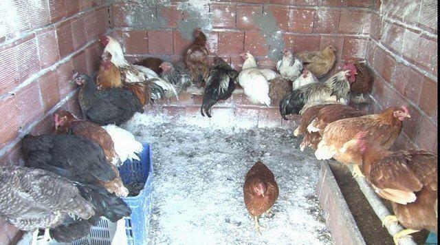 leye 9 kilometre uzaklkta bulunan Karayakup kynde yaayan evli ve 3 ocuk annesi Nurhan Doan (37), iki adet tavuk ald.