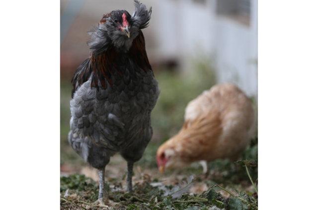 Son aylarda az bulunmas nedeniyle adeta karaborsa oldu. Geen yla kadar bunlarn fiyatlar 150-200 TL iken iyi bir damzln u an fiyat bin 500 ile 2 bin TL arasnda mezatlarda deerini buluyor." dedi.