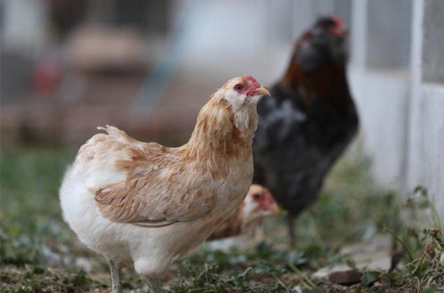 Ben u anda satn yapmyorum nk elimde henz yetikini yok. Macaristan'dan yumurtalar getirdik yaknda civcivler kmaya balayacak. Bu ilkbaharda fiyatlar yine 200-300 liralara geriler."