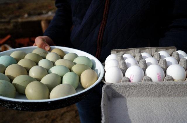 Araucanalarn yumurtalarnn besin, protein ve kalori deeri asndan dier tavuklarn yumurtalarndan farkl olduuna dair haberlerin yaymlandn da vurgulayan Erk, bunlarn gerei yanstmadn, aradaki farkn sadece rengi olduunu syledi.