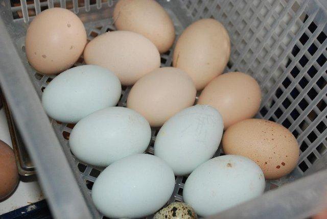 Yeil yumurtlayan tavuklarn zellikle damzlk olanlar mezatlarda yksek fiyatlardan alc buluyor.