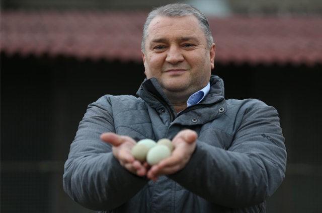 "Fazla talep fiyatlar ykseltti"Bursa'daki iftliinde araucana cinsi tavuk reten mer Faruk Erdnmez ise araucanalarn kk ve byk boy olarak ikiye ayrldn ifade ederek, unlar kaydetti:"Byk boydakiler yani horozlar 2,5 kilogram, diiler ise 1,8 kilogram gelirler. Yllk yumurta saylar 150 adettir.