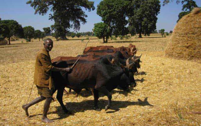 1. Etiyopya  <p>    Dou Afrika lkesi Etiyopya kendisini inanl olarak grenlerin en fazla olduu lke. Oran %99'dan da fazla.