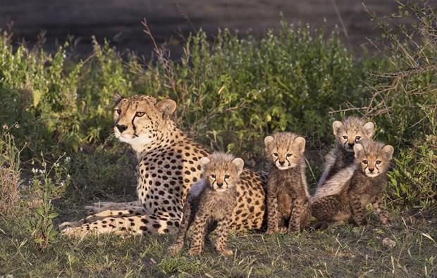 Bir ita ve  yavrularn gsteren fotoraflar ABD'li Janice Wei tarafndan Tanzaya'da ekildi.