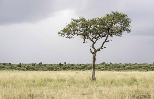 Kenya'daki Mesai Mara blgesinde ekilen bu kare, sradan bir aa grnts gibi grnyor. Fakat dikkatli gzler, fotoraftaki ustaca kamufle olmu leopar grebiliyor.