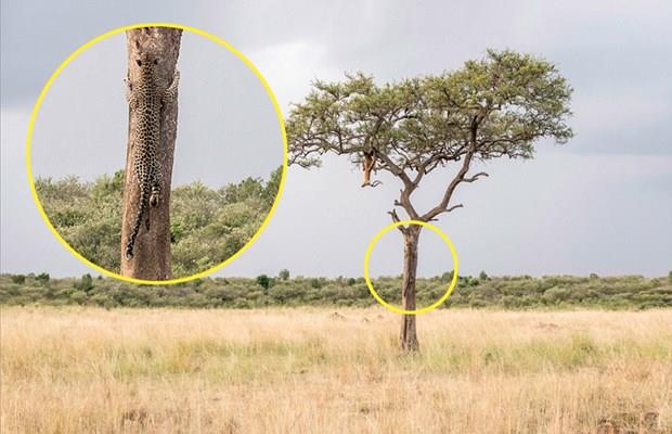 Fotoraf, Alman vahi yaam fotorafs Ingo Gerlach tarafndan ekildi. Gerlach, leoparn aacn dallarndaki impalay avlamak iin kamufle olduunu aklad.