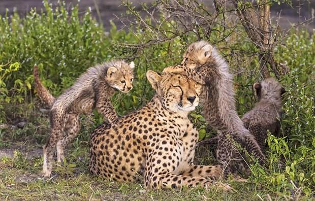 Garlech, leoparn ar derecede utanga olduunu ve fotoraf ekmesinin yaklak be saat srdn syledi.