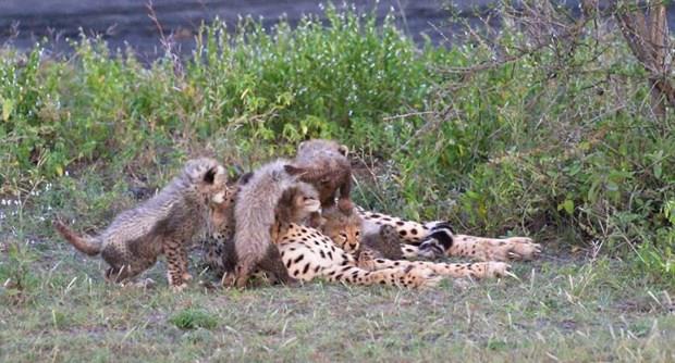 Afrika ktas, vahi hayvanlarn eitliliiyle doa fotoraflarnn ilgi oda.