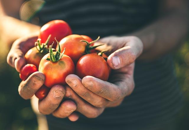 Canan Karatay bu mevsimde tketilen domateslerin ilal bir ekilde bytldn, tarm zirai ilalarnn da gnmz hastalklarndan kanserin en nemli tetikleyicisi olduunu aklad.