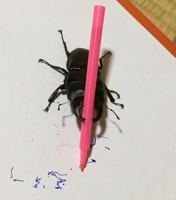 Bryant, renkli fralar verdii Spike'n mekanik hareketleri sayesinde yapt renk sramalarndan minyatr tablolar izebildiini dile getirerek, bcein hayran kitlesinin her geen gn arttn syledi.    Spike'n yapt resimlerin fotoraflarn 130 dolardan balayan fiyatlarla ak artrma sitesi eBay'a koymaya karar verdiini belirten Bryant, elde edecei gelirin yzde 15'ini, merkezi ngiltere'de bulunan geyik bceklerini koruma grubuna balayacan bildirdi.