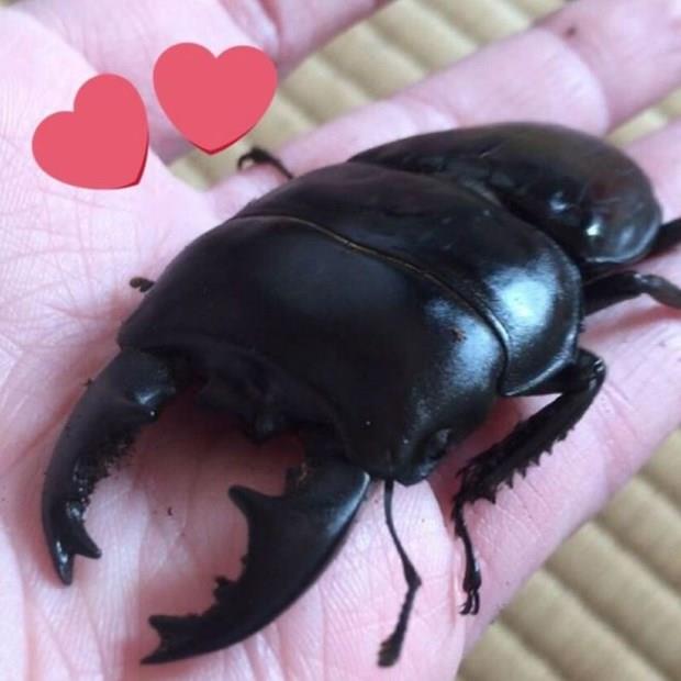 "Kara elmas" olarak da nitelendirilen geyik bcei iin Japonya'da bir i adam 90'l yllarn sonunda 90 bin dolar demi ve bceinin alnabilecei korkusuyla ismini gizli tutmutu.