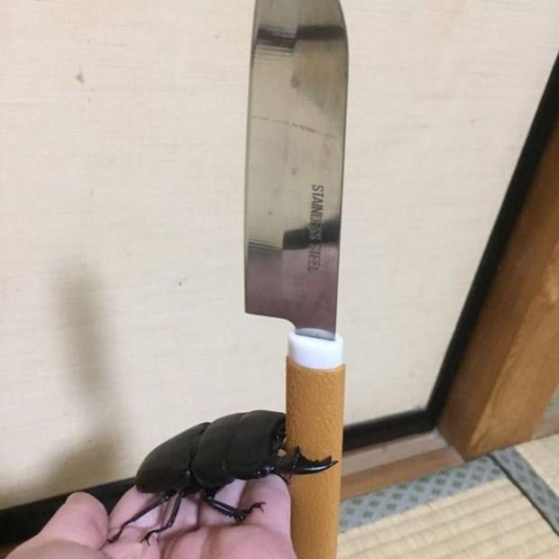 Ressam bcek Spike'n "eserlerine" fotoraf paylam sitesi nstagram'daki "Spikethebeetle" isimli profilden ulalabiliyor. Henz 6 gn nce oluturulan 15 bin takipili hesapta Spike'n kalem tutarken ya da bir yere trmanrken ekilmi fotoraflar yer alyor.    Dnya apnda olduka pahal ve deerli bir bcek tr olarak kabul edilen geyik bcekleri tm bceklerin kral olarak biliniyor.