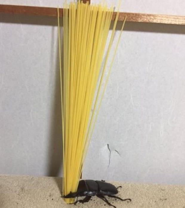 Geyik bcekleri, bata Japonya olmak zere Asya'da kendisinden esinlenilen "Bceklerin Kral" izgi film ve video oyunlaryla byk ne kavuarak bir evcil hayvan gibi beslenmeye balanmt.    Bcek beslemenin doal kabul edildii lkede geyik bceklerine artan talep sonucunda koleksiyonerlerin de geyik bceklerinin peine dt biliniyor.