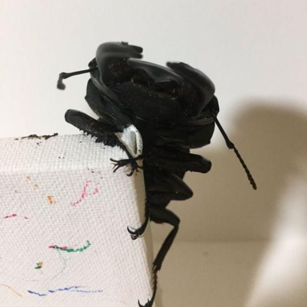 Ormanlk alanlarda yaayan geyik bceine Trkiye'de de Adana yaknlarndaki Amanos da evresinde ska rastlanyor.