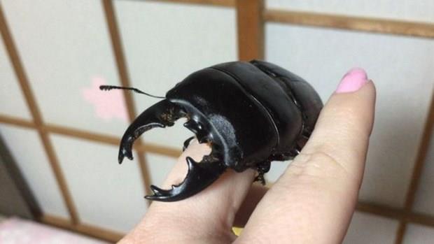 Geyik bceklerinin fiyat ise boylaryla orantl ekilde deiiyor. 15-20 santimetre byklnde bir geyik bceinin fiyat 100 bin dolara kadar kabiliyor.