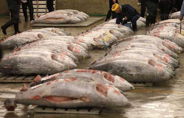 Dondurulmu balk ve deniz rnleri Zararl ierik: Tert-btilhidrokinon