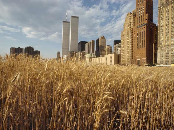 <strong>2. New York&#39;ta buday tarlas</strong>  Macaristan'da doan Amerikal sanat Agnes Denes'in 1982 ylnda hayata geirdii ''Wheatfield - A Confrontation'' projesi New York'ta kent merkezine yakn iki dnmlk bir arazide buday ekimini konu alyordu.<p>    Agnes bu almas boyunca birka ay tarlada buday ekip biti.    Agnes'in amac kresel alk ve evre sorunlarna dikkat ekmekti.