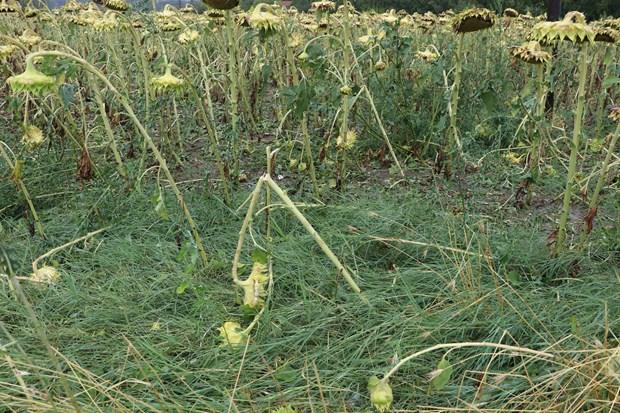 Ayiei ve msr tarlalar zarar grd.