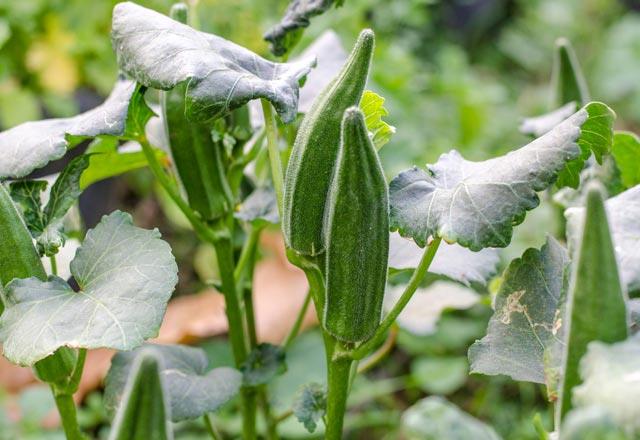 Bamyann sofralarmzda her zaman olmayan, ama faydalarnn saymakla bitirilemeyecek bir sebze olduunu belirten Uzman Diyetisyen Pnar Kural En, &#8220;zellikle kurutularak saklama yolunun seilmesi de bizim iin pratik bir zm oluturuyor.