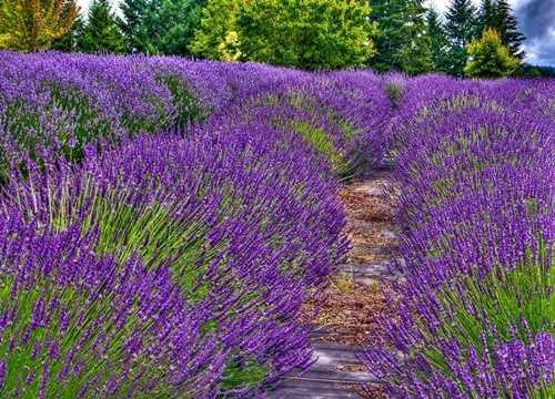 7-Karaba Otu    <p>bni-i Sina`nn beynin sprgesi olarak bahsettii beyin ve sinir sistemi hastalklarnda tarihten bgne kadar kullanlan.