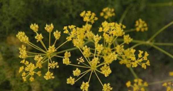 10- akr Otu<p>    akr otunun ifasndan oka bahsedemesek de bu bitkinin yle bir etkisi var ki tek bana bu bitkiyi kahraman etmeye yetiyor. Cinsel afrodizyak olup dourganl arttryor.