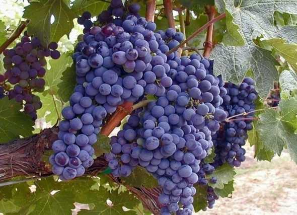 5-zm<p>    zm Anadolu`nun her tarafnda yetien ve her eidinin ayr bir ifa kayna olduu bilinen deerli bir gdadr. Antioksidan zellii yksek kanszln ilac olarak bilinir.