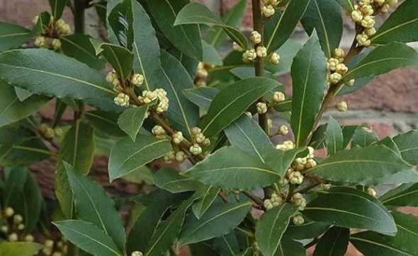 Defne yapra ayrca Anadolu`nun zellikle Akdeniz iklimindeki var olan leziz yemeklerin lezzet kazanmasndaki en byk rol oynar.