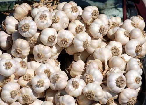 Tarihten bugne kadar sarmsak temizleyici krler ierisinde yer alm arndrc zellii olan anti bakterisit ve antivirtik zellii olan bir gda.