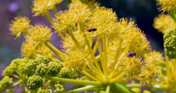 akr bitkisinin hayvanlar ikiz dourttuu iddias insanlarn da dikkatini ekmi ve bu alanda kullanlmaya sebebiyet vermitir.