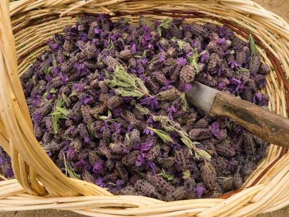 astm ve alerjiye iyi gelen ve baklk sistemini glendiren, vcuttaki oksijenlenmeyi arttran ok deerli bir bitki.