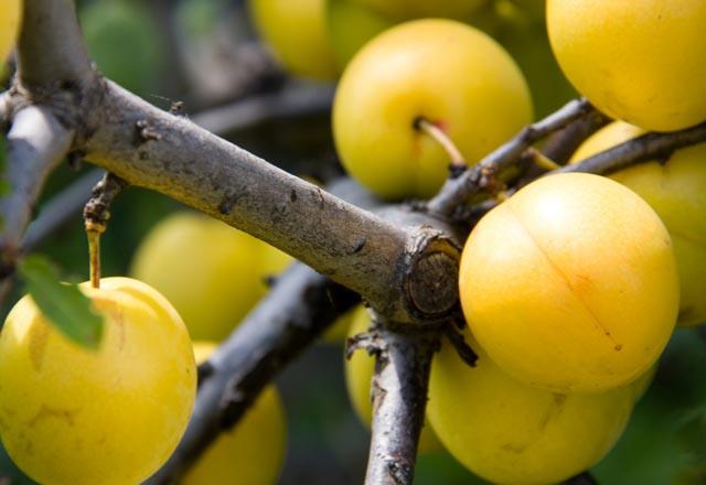 Her gn bir avu dzenli olarak tketilirse gnlk vitamin ihtiyacnn neredeyse hepsini karlar.