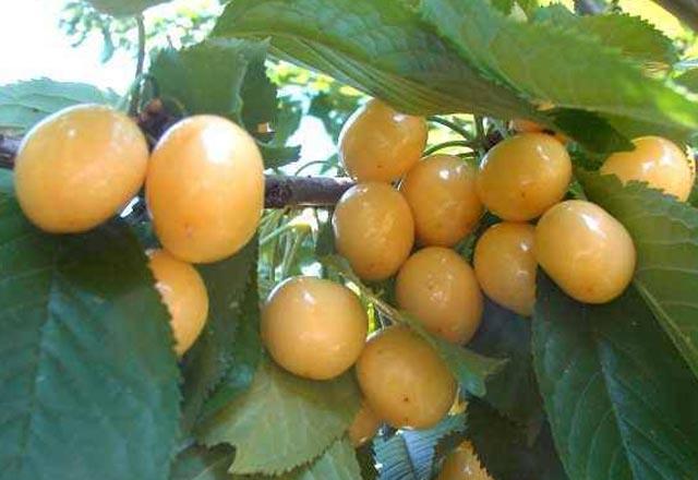 Sar nokta olarak bilinen ve gzde gr etkileyen "Makula Dejenerasyonu"nun engellenmesinde yardmc olur.