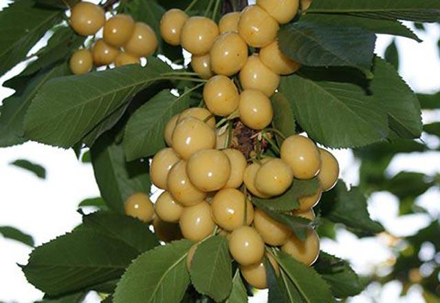 Yaklak 100 gramnda 45 kalori bulunan sar erik, diyetlerin de vazgeilmezidir.