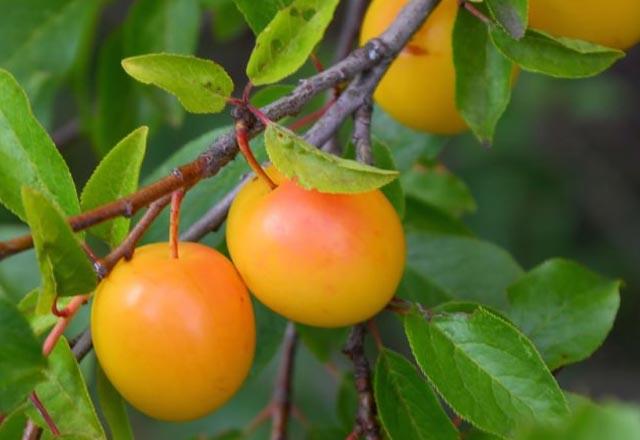 Gdalardan alnan demir vitaminin vcut tarafndan emilimini artrarak, demir eksikliine kar korur.