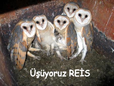 8- Her cmlenin sonunda emoji koymadan duramayanlar