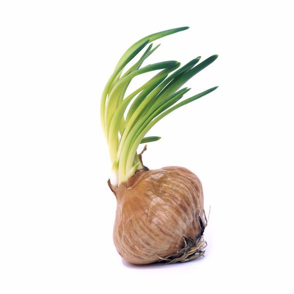 Kuru soan: Kt koku olmamaldr<br>  En ok tketilen gdalardan birisi de kuru soandr. Kabuundan taze olup olmad anlalmayabilir. Bu nedenle koklamak gerekir. Kt kokunun olmas halinde soann alnmamas gerekir. Nemlenen ve filizlenmi kuru soanlarn da tketilmemesi nemlidir. D kabuunda yeiller bulunan soanlar ise lezzetsiz olabilir. Ayrca abuk ryebilir.