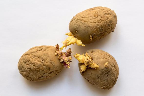 Patates: Solanin zehirleyebilir  <br>  Kabuu yeillenmeye balayan patatesleri kesinlikle almamalsnz. Yeil kabuklu patatesin ierisinde solanin adl madde remeye balar. Yeil rengin ok koyu olmas solanin madde etkisinin daha fazla olduunu gsterir. Bu tr patateslerin tketilmesi zellikle zayf bnyeli kiilerde lmcl zehirlenmeye yol aabilir. Filizlenmeye balayan patatesler de tercih edilmemelidir.